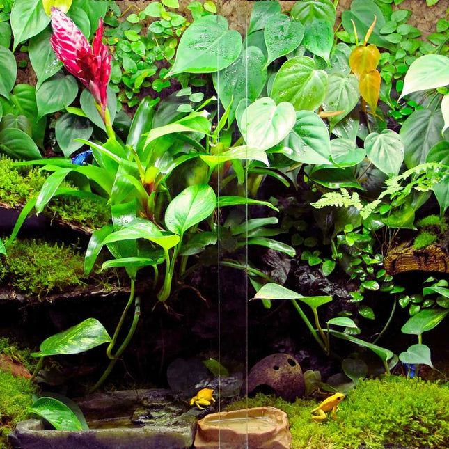 Terrarienpflanzen Set – Jungle Five - AquaLifeScape