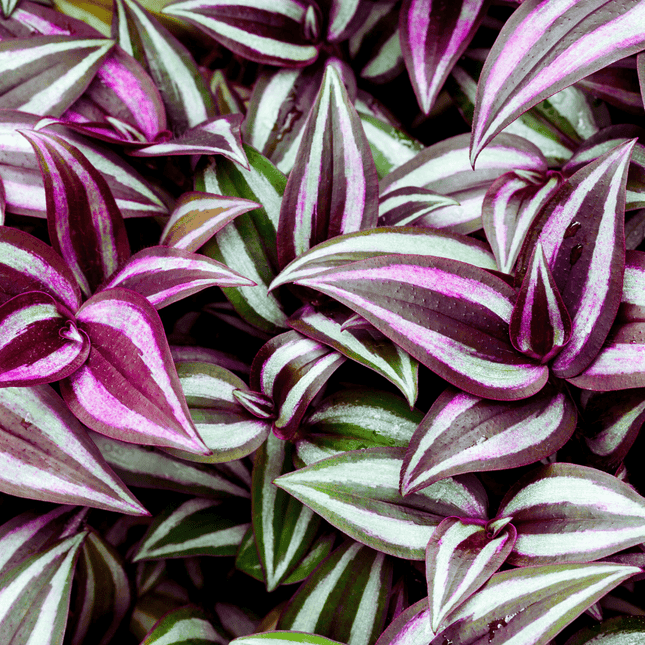 Tradescantia zebrina - AquaLifeScape