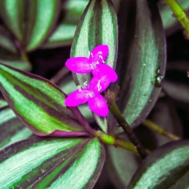 Tradescantia zebrina - AquaLifeScape