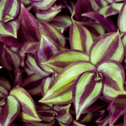 Tradescantia zebrina - AquaLifeScape