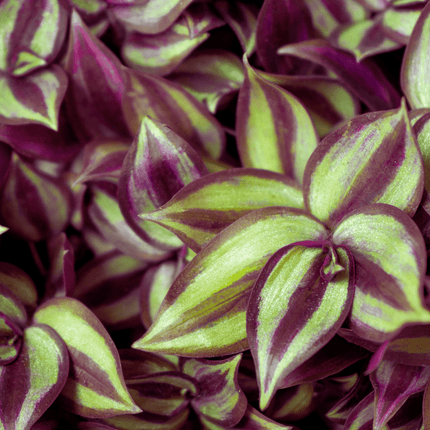 Tradescantia zebrina - AquaLifeScape