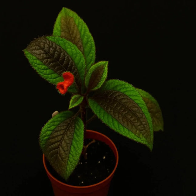 Triolena pustulata - AquaLifeScape