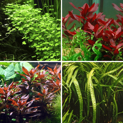 Tropica In-Vitro-Pflanzenset AquaLifeScape