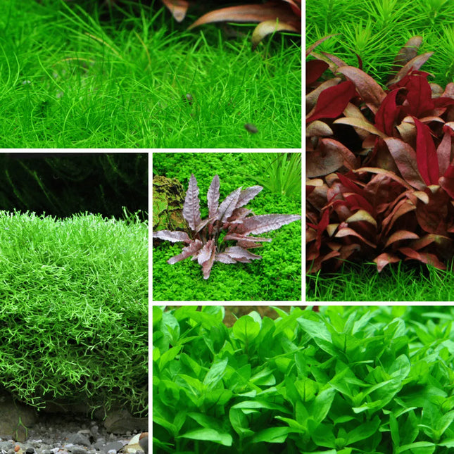 Tropica In-Vitro-Pflanzenset AquaLifeScape