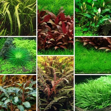 Tropica In-Vitro-Pflanzenset AquaLifeScape