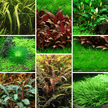 Tropica In - Vitro - Pflanzenset - AquaLifeScape