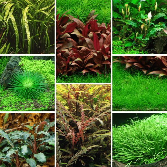 Tropica In - Vitro - Pflanzenset - AquaLifeScape