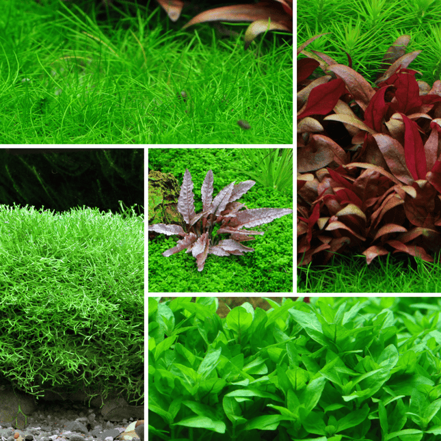 Tropica In - Vitro - Pflanzenset - AquaLifeScape