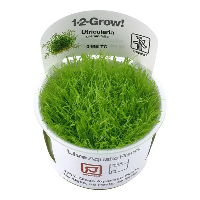 Utricularia graminifolia - Grasblättriger Wasserschlauch | In-Vitro AquaLifeScape