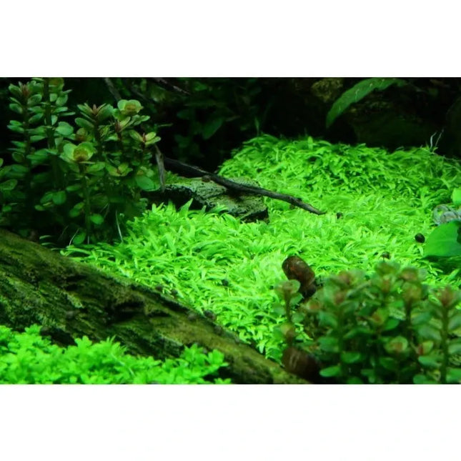 Utricularia graminifolia - Grasblättriger Wasserschlauch | In-Vitro AquaLifeScape