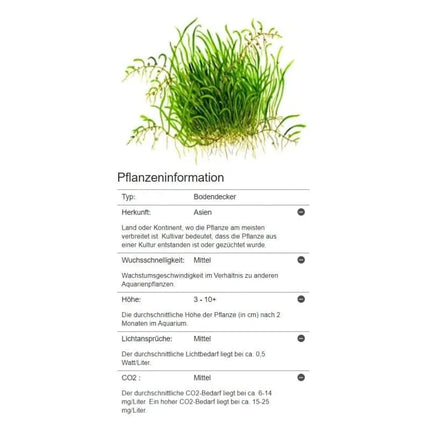 Utricularia graminifolia - Grasblättriger Wasserschlauch | In-Vitro AquaLifeScape
