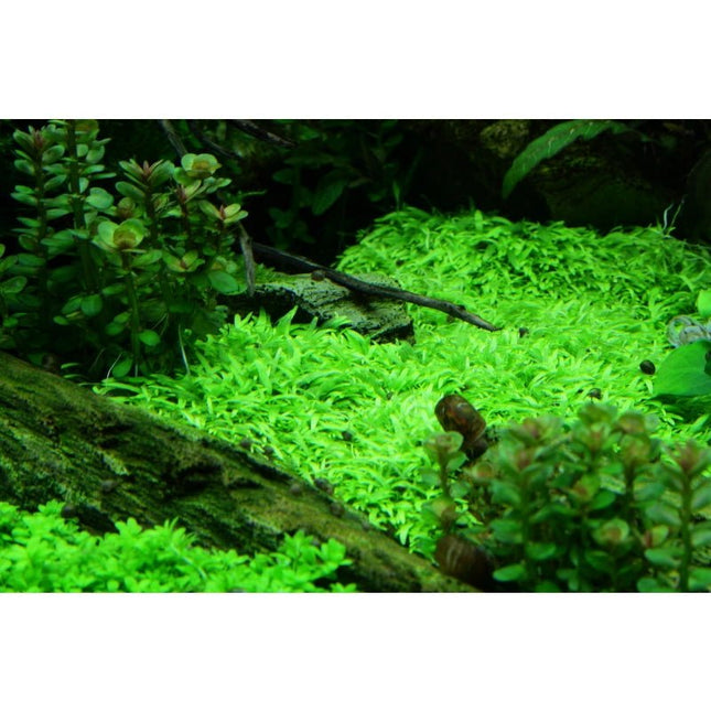 Utricularia graminifolia - Grasblättriger Wasserschlauch | In - Vitro - AquaLifeScape