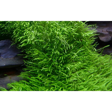 Utricularia graminifolia - Grasblättriger Wasserschlauch | In - Vitro - AquaLifeScape