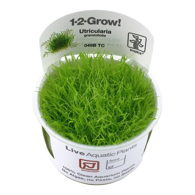 Utricularia graminifolia - Grasblättriger Wasserschlauch | In - Vitro - AquaLifeScape