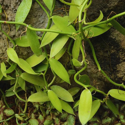 Vanilla planifolia (Gewürzvanille / Echte Vanille) - AquaLifeScape