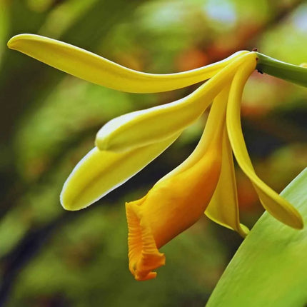 Vanilla planifolia (Gewürzvanille / Echte Vanille) - AquaLifeScape