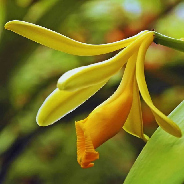 Vanilla planifolia (Gewürzvanille / Echte Vanille) - AquaLifeScape