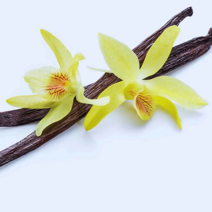 Vanilla planifolia (Gewürzvanille / Echte Vanille) - AquaLifeScape