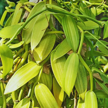 Vanilla planifolia (Gewürzvanille / Echte Vanille) - AquaLifeScape