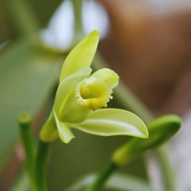 Vanilla planifolia (Gewürzvanille / Echte Vanille) - AquaLifeScape