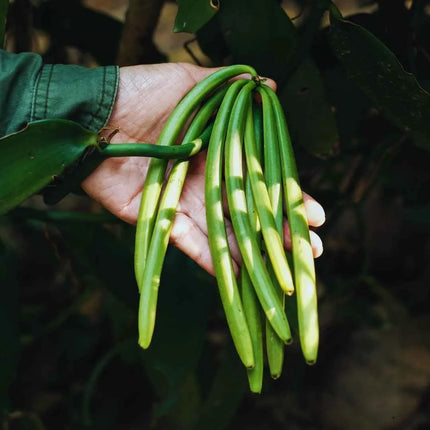 Vanilla planifolia (Gewürzvanille / Echte Vanille) - AquaLifeScape