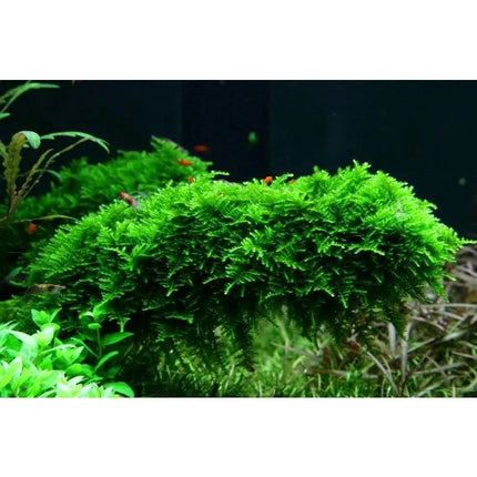 Vesicularia dubyana 'Christmas' - Christmas Moos | In-Vitro AquaLifeScape