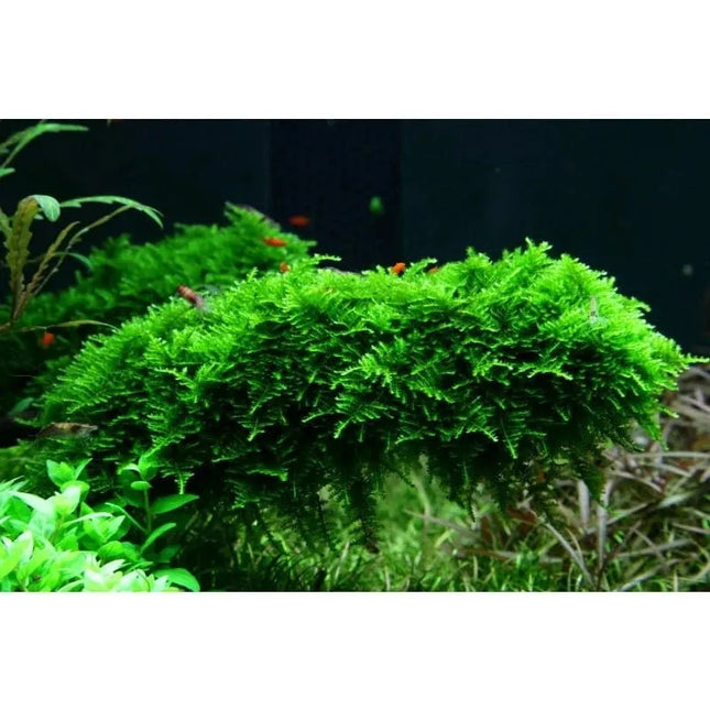 Vesicularia dubyana 'Christmas' - Christmas Moos | In-Vitro AquaLifeScape