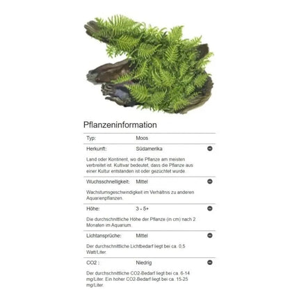 Vesicularia dubyana 'Christmas' - Christmas Moos | In-Vitro AquaLifeScape