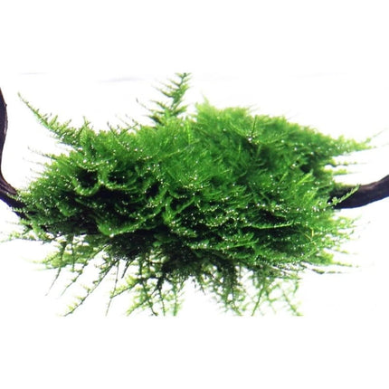 Vesicularia dubyana 'Christmas' - Christmas Moos | In-Vitro AquaLifeScape