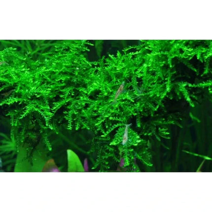 Vesicularia ferriei 'Weeping' - Weeping Moos | In-Vitro AquaLifeScape