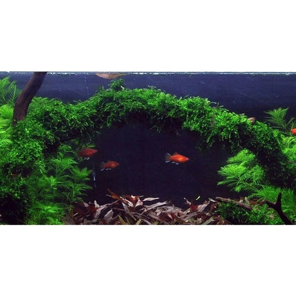 Vesicularia ferriei 'Weeping' - Weeping Moos | In-Vitro AquaLifeScape