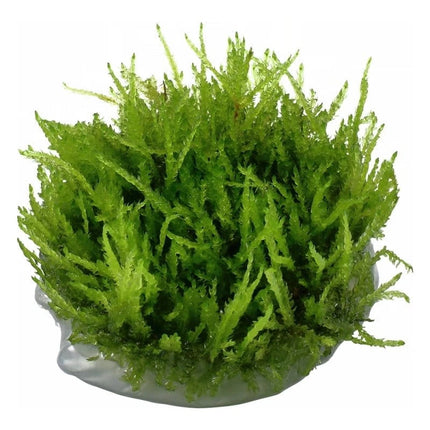 Vesicularia ferriei 'Weeping' - Weeping Moos | In-Vitro AquaLifeScape