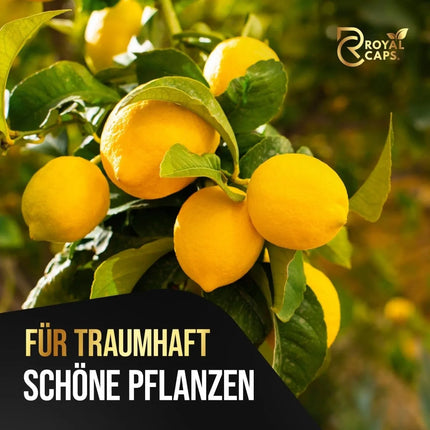 Zitrus Liebe – 365 Tage Bio-Dünger für Zitruspflanzen AquaLifeScape